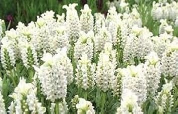 Flower Seeds, Seeds,Seeds For Planting,Plant Seeds