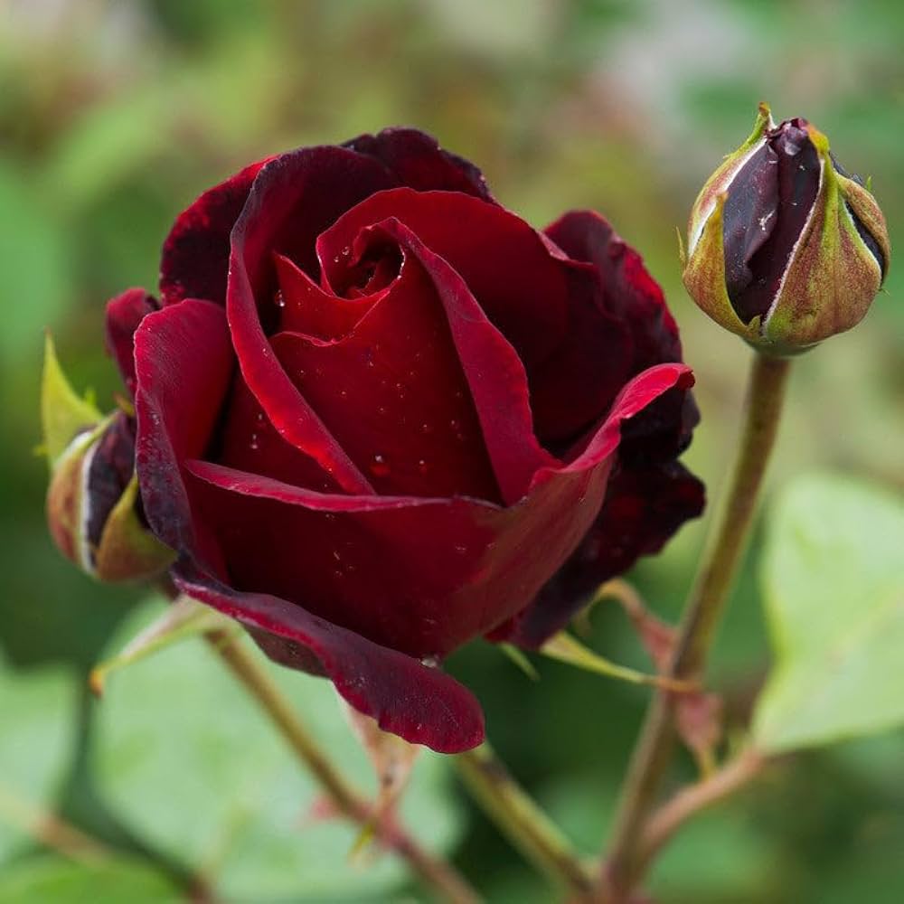 Maroon Red Rose Flower Seeds for Planting Heirloom Non-GMO Organic Garden Seeds