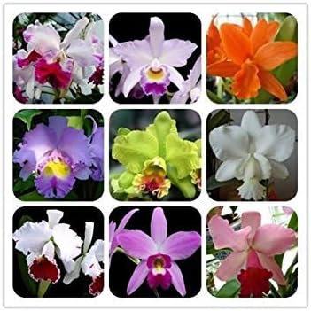 Flower Seeds, Seeds,Seeds For Planting,Plant Seeds