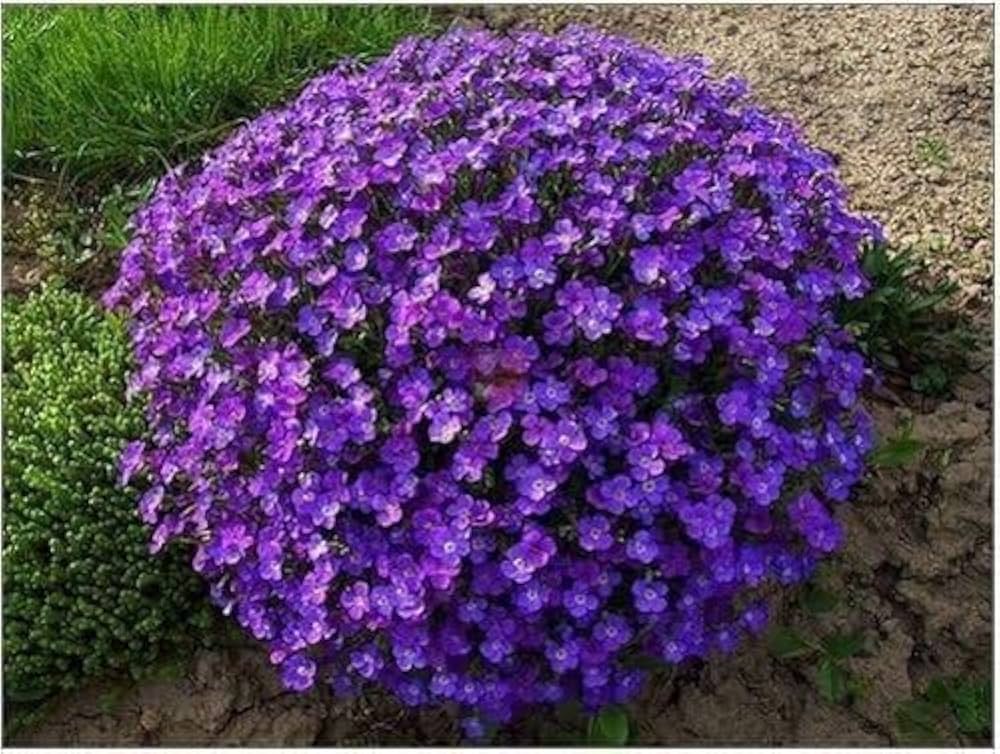 Pale Blue Rock Cress Flower Seeds for Planting | Heirloom, Non-GMO, High Germination Ground Cover Garden Seeds