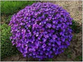 Violet Rock Cress Flower Seeds for Planting – Heirloom, Non-GMO, Organic Garden Seeds