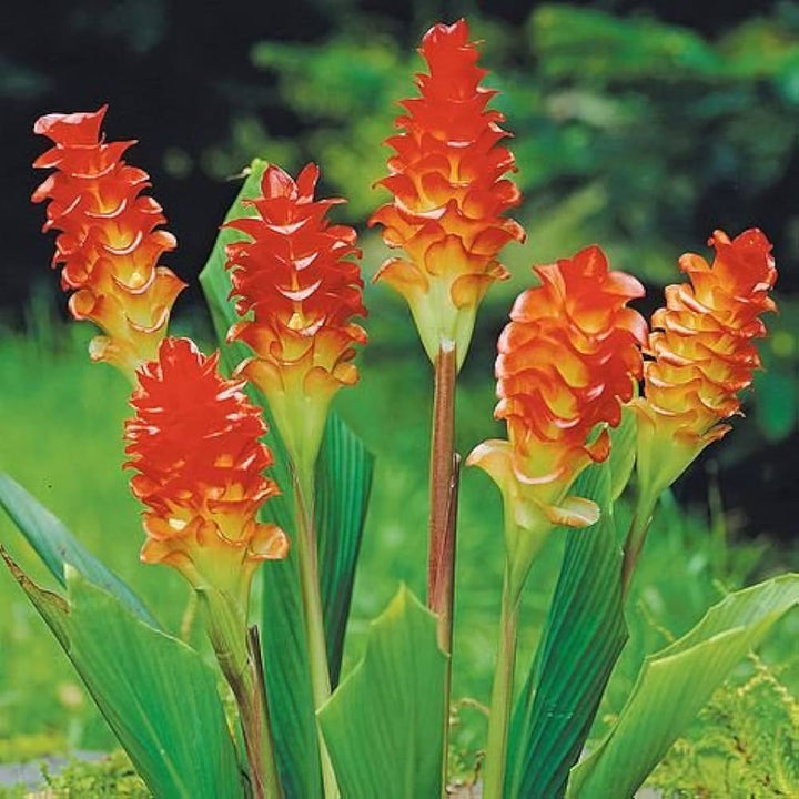 Red Curcuma Aeruginosa Flower Seeds for Planting – Hardy Heirloom Variety, GMO Free, Non-GMO