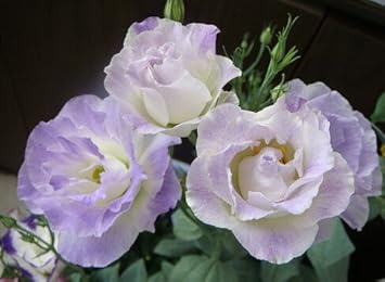 Flower Seeds, Seeds,Seeds For Planting,Plant Seeds