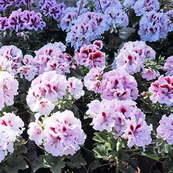 Flower Seeds, Seeds,Seeds For Planting,Plant Seeds