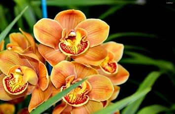 Heirloom Orange Butterfly Orchid Flower Seeds for Planting – Non-GMO, High Germination Exotic Garden Seeds