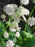 Astrantia Flower Seeds for Planting – Heirloom, Non-GMO, Drought-Tolerant Organic Garden Seeds