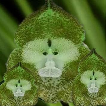 Light Green Monkey Face Orchid Seeds for Planting – Heirloom, Non-GMO, Hardy Variety, High Germination