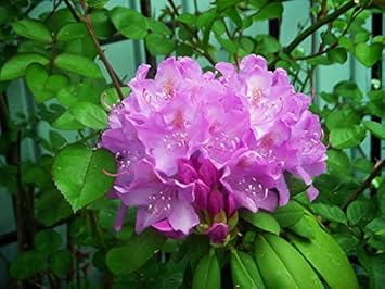 Flower Seeds, Seeds,Seeds For Planting,Plant Seeds