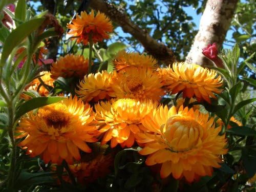 Orange Double Strawflower Seeds for Planting – Heirloom, Non-GMO, High Germination Organic Garden Seeds