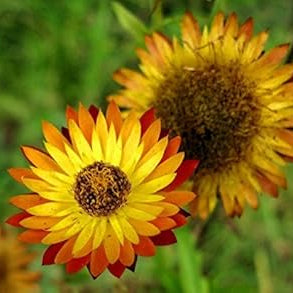 Flower Seeds, Seeds,Seeds For Planting,Plant Seeds