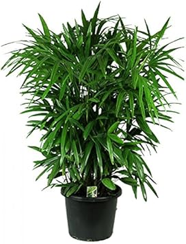 Herb Seeds,Garden seeds, Seeds For Planting,Plant Seeds