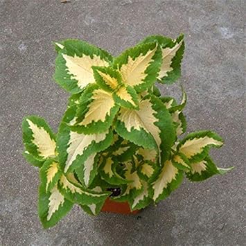 Green Yellow Coleus Flower Seeds for Planting – Heirloom, Non-GMO Long Bloom Season, High Germination Seeds