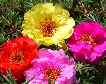 Flower Seeds, Seeds,Seeds For Planting,Plant Seeds