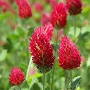 Flower Seeds, Seeds,Seeds For Planting,Plant Seeds