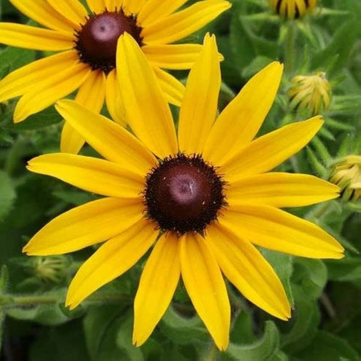 Flower Seeds, Seeds,Seeds For Planting,Plant Seeds