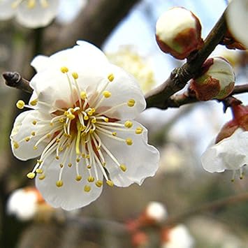 Flower Seeds, Seeds,Seeds For Planting,Plant Seeds