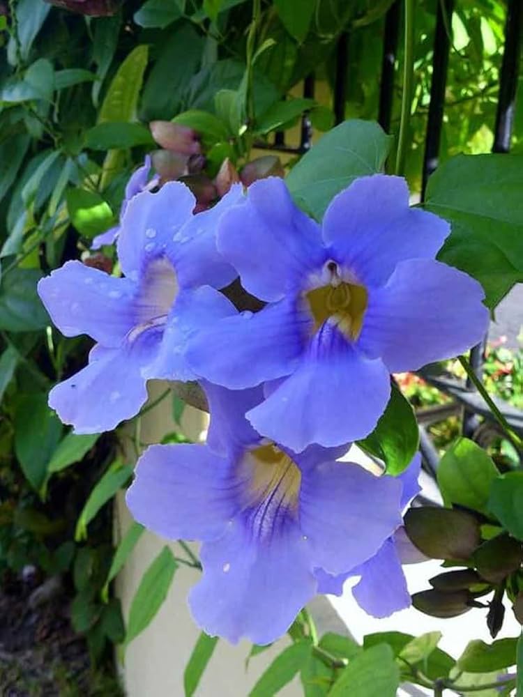 Blue Flower Seeds for Planting – Sun-Loving, Heirloom, Non-GMO, High Germination Organic Garden Seeds