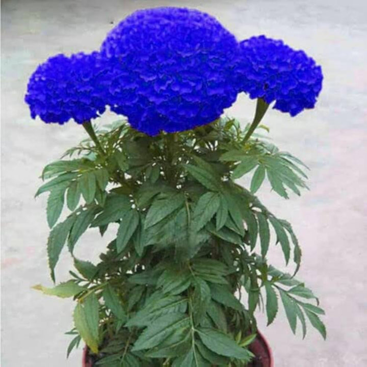 Blue Marigold Flower Seeds for Planting – Heirloom, Non-GMO, High Germination Organic Garden Seeds