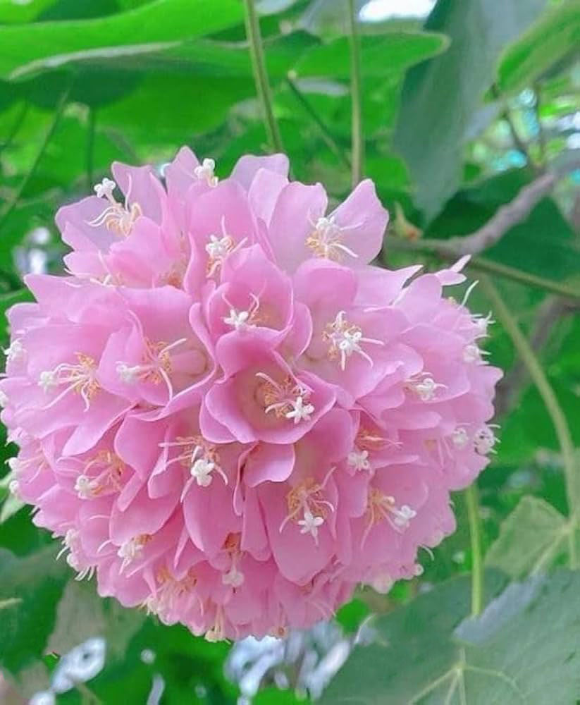 Dombeya Flower Seeds for Planting – Heirloom, Non-GMO, High Germination Organic Garden Seeds