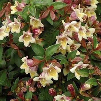 Flower Seeds, Seeds,Seeds For Planting,Plant Seeds