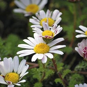 Anacyclus Pyrethrum Flower Seeds for Planting – Hardy Alpine Rock Garden Perennial