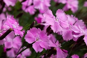 Purple Dianthus Flower Seeds for Planting – Compact Growth, Heirloom, Non-GMO Organic Garden Seeds