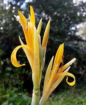 Flower Seeds, Seeds,Seeds For Planting,Plant Seeds