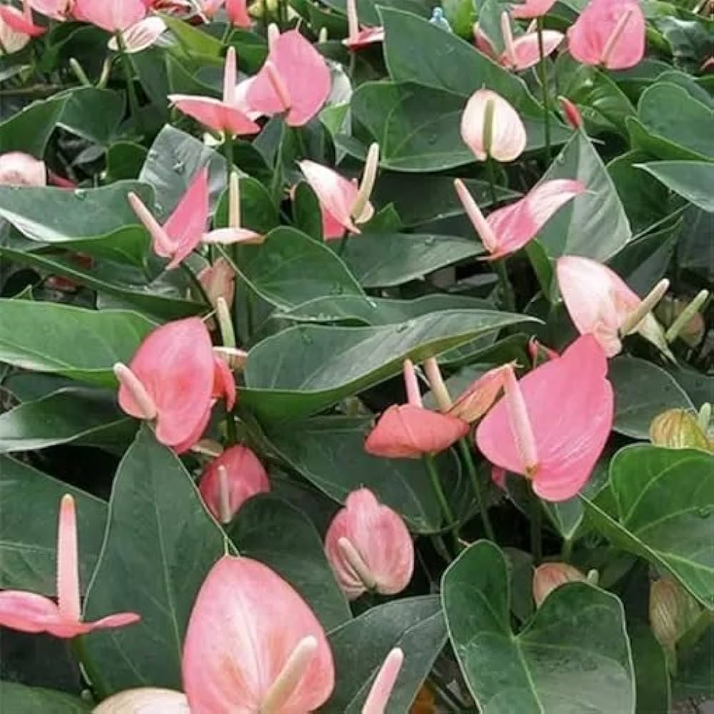 Pink Anthurium Perennial Flower Seeds for Planting – Perfect for Borders, Heirloom, Non-GMO, High Germination Organic Garden Seeds