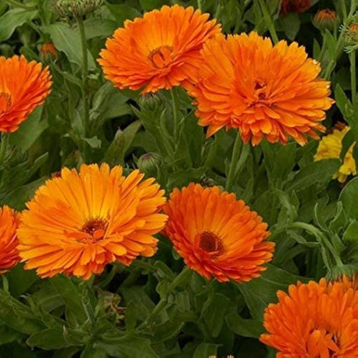 Flower Seeds, Seeds,Seeds For Planting,Plant Seeds