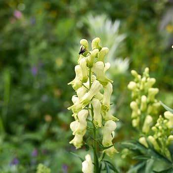 Light Green Aconitum Flower Seeds for Planting – Heirloom Non-GMO High Germination Organic Garden Seeds