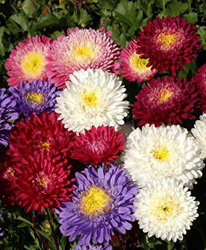 Aster Flower Seeds for Planting – Heirloom, Non-GMO, High Germination Organic Garden Seeds
