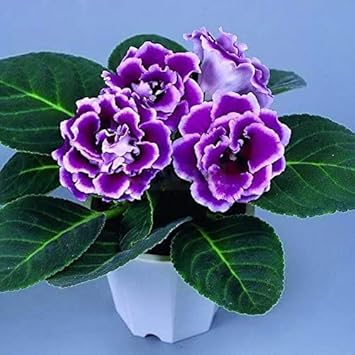 Sinningia Flower Seeds for Planting – Heirloom, Non-GMO, High Germination Garden Seeds