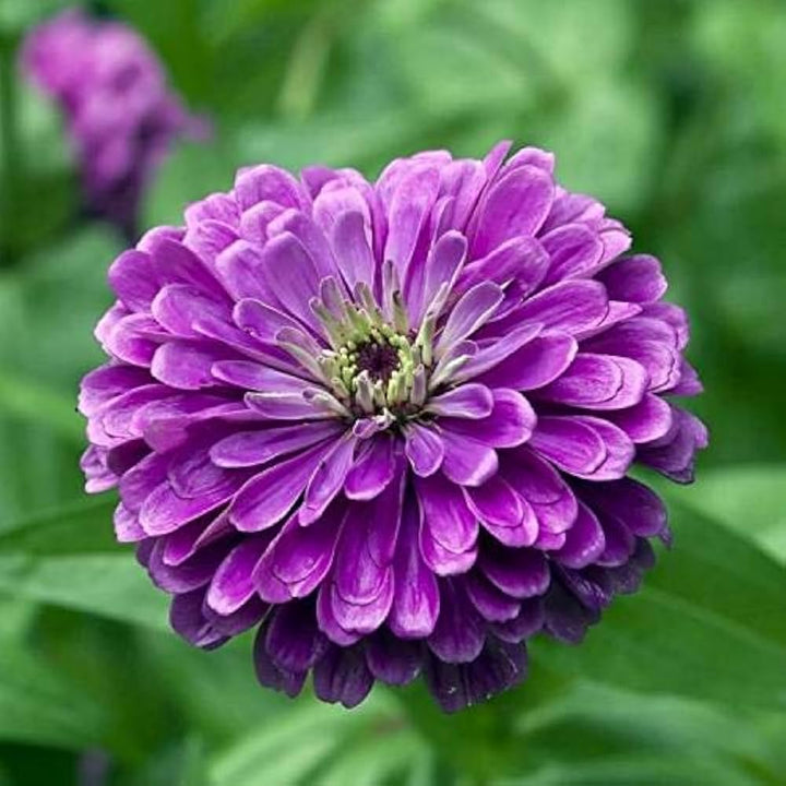 Flower Seeds, Seeds,Seeds For Planting,Plant Seeds