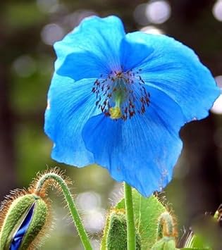 Flower Seeds, Seeds,Seeds For Planting,Plant Seeds