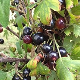 Fruit Seeds,Garden seeds, Seeds For Planting,Plant Seeds