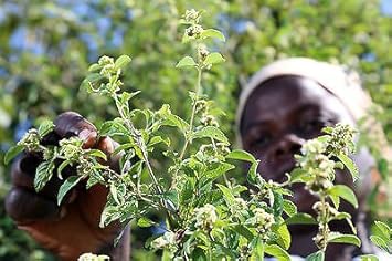 Flower Seeds, Seeds,Seeds For Planting,Plant Seeds