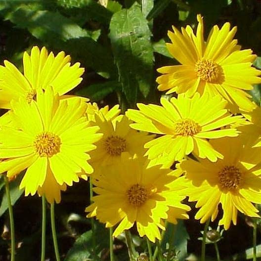 Red Yellow Coreopsis Flower seeds for Planting - Compact Growth, Heirloom & GMO Free Seeds for Home Garden