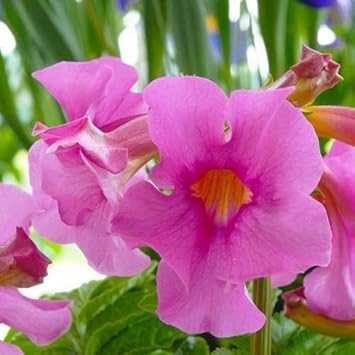 Flower Seeds, Seeds,Seeds For Planting,Plant Seeds