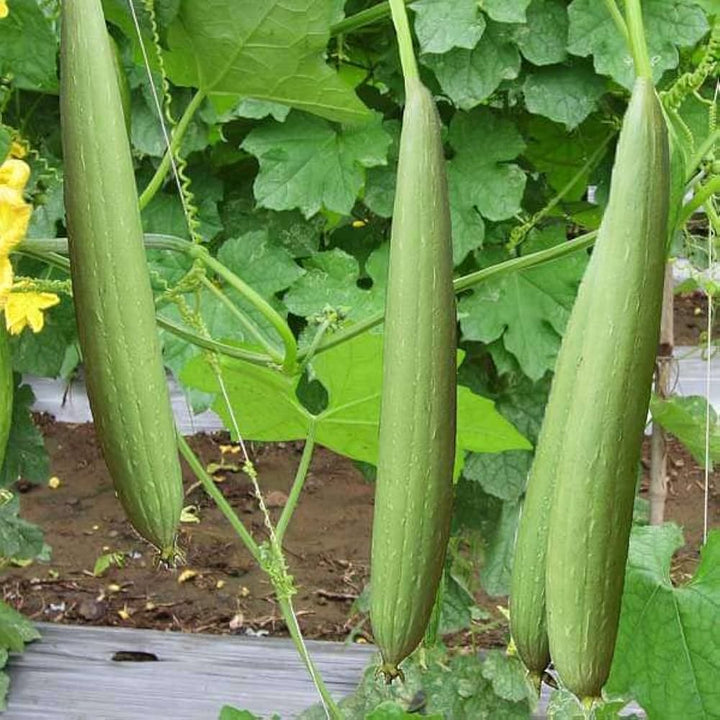 Green Sponge Gourd Vegetable Seeds for Planting – Heirloom & Non-GMO Garden Seeds