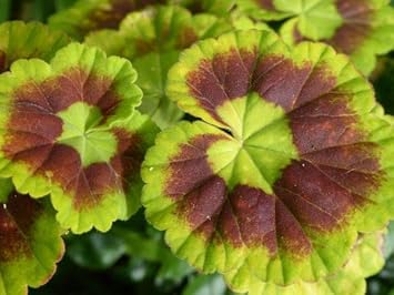 Flower Seeds, Seeds,Seeds For Planting,Plant Seeds