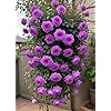 Violet Climbing Rose Flower Seeds – Heirloom, Non-GMO, High Germination Organic Garden Seeds for Planting Cut Flower Gardens