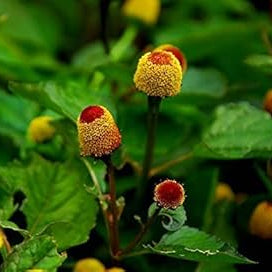 Flower Seeds, Seeds,Seeds For Planting,Plant Seeds