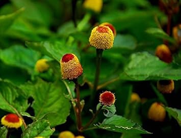 Flower Seeds, Seeds,Seeds For Planting,Plant Seeds