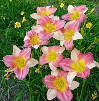 Flower Seeds, Seeds,Seeds For Planting,Plant Seeds