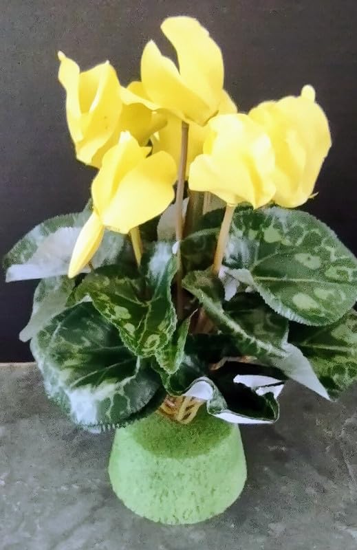 Light Yellow Cyclamen Flower Seeds for Planting – Heirloom Non-GMO, High Germination Organic Garden Seeds