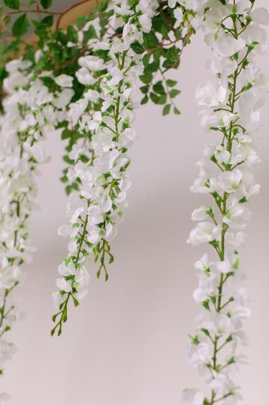 White Wisteria Flower Seeds for Planting – Heirloom, Non-GMO, High Germination Organic Garden Seeds