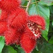 Vegetable Seeds,Garden seeds, Seeds For Planting,Plant Seeds