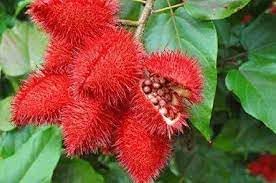 Vegetable Seeds,Garden seeds, Seeds For Planting,Plant Seeds