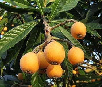 Fruit Seeds,Garden seeds, Seeds For Planting,Plant Seeds