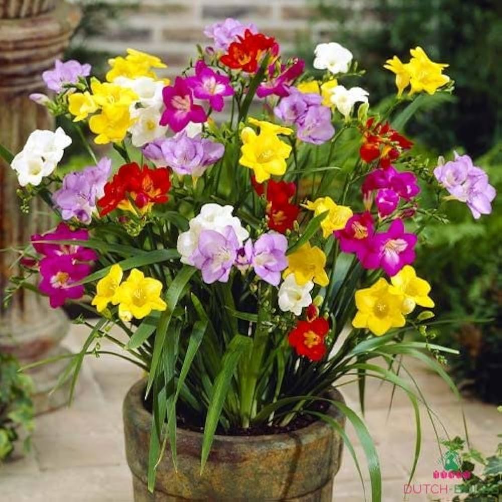 Multi Freesia Flower Seeds for Planting – Heirloom Non-GMO, High Germination Organic Garden Seeds